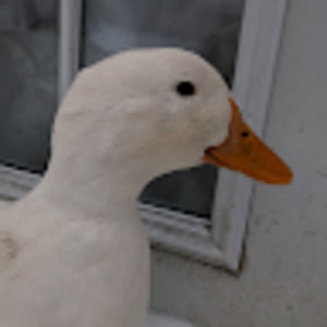 Meet your Posher, Angy